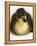 Call Duck Duckling-Martin Harvey-Framed Premier Image Canvas