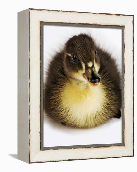 Call Duck Duckling-Martin Harvey-Framed Premier Image Canvas