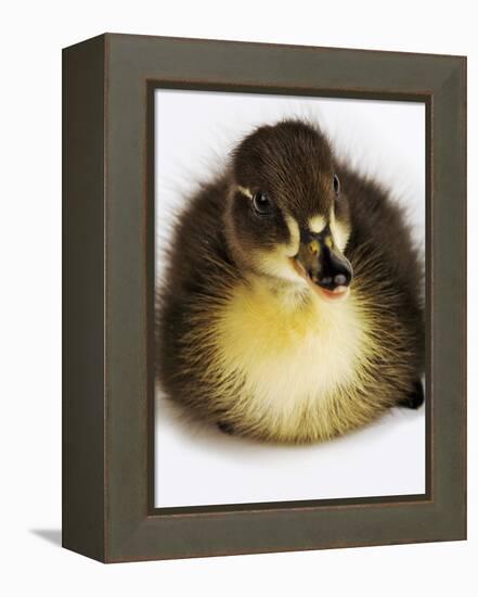 Call Duck Duckling-Martin Harvey-Framed Premier Image Canvas