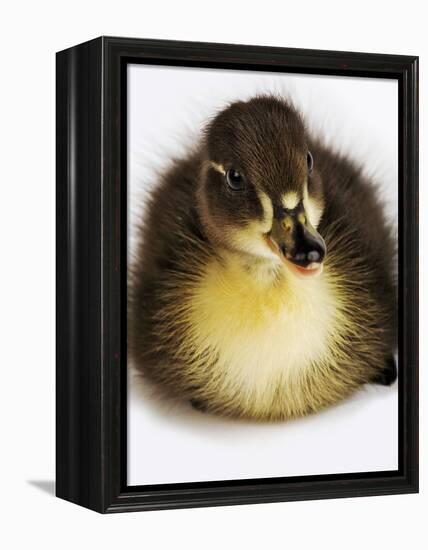 Call Duck Duckling-Martin Harvey-Framed Premier Image Canvas