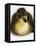 Call Duck Duckling-Martin Harvey-Framed Premier Image Canvas