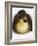 Call Duck Duckling-Martin Harvey-Framed Photographic Print