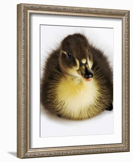 Call Duck Duckling-Martin Harvey-Framed Photographic Print