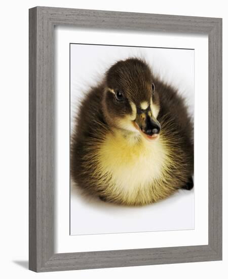 Call Duck Duckling-Martin Harvey-Framed Photographic Print