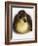 Call Duck Duckling-Martin Harvey-Framed Photographic Print