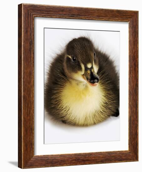 Call Duck Duckling-Martin Harvey-Framed Photographic Print