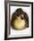 Call Duck Duckling-Martin Harvey-Framed Photographic Print