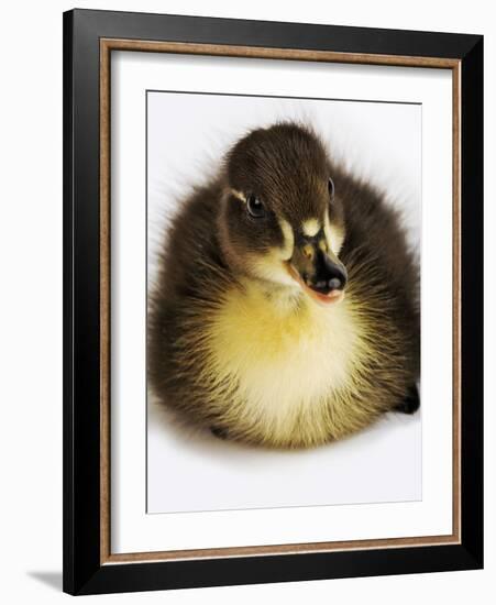 Call Duck Duckling-Martin Harvey-Framed Photographic Print