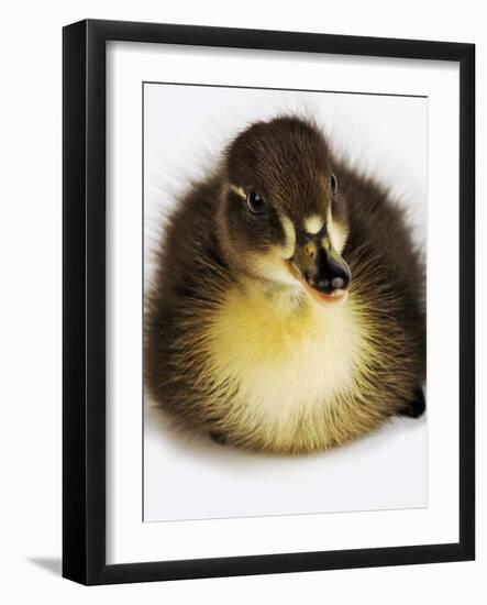 Call Duck Duckling-Martin Harvey-Framed Photographic Print