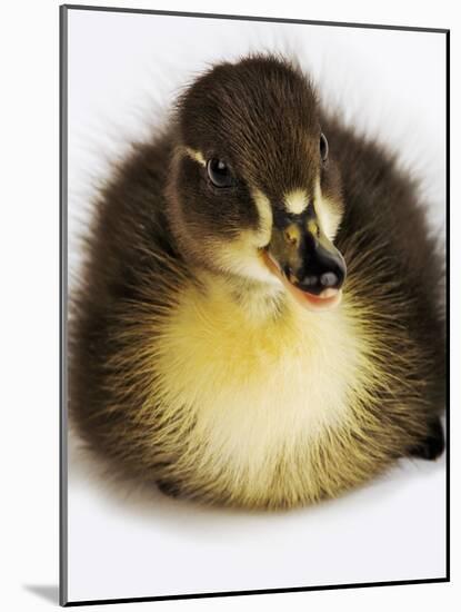 Call Duck Duckling-Martin Harvey-Mounted Photographic Print