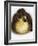 Call Duck Duckling-Martin Harvey-Framed Photographic Print