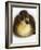 Call Duck Duckling-Martin Harvey-Framed Photographic Print