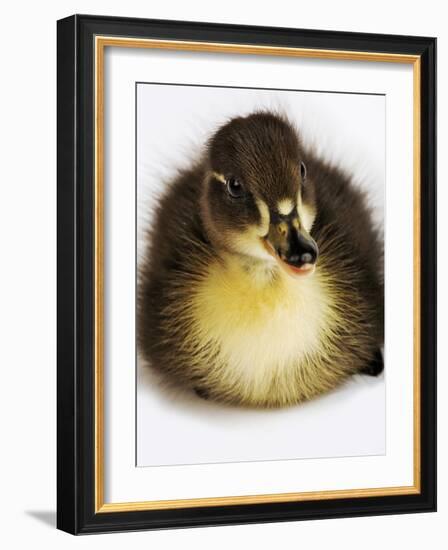 Call Duck Duckling-Martin Harvey-Framed Photographic Print