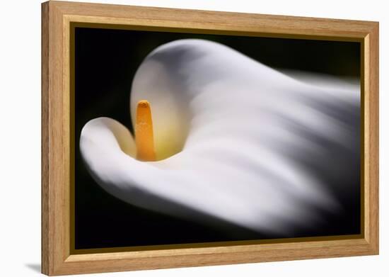 Calla 1-Ursula Abresch-Framed Premier Image Canvas