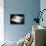 Calla 1-Ursula Abresch-Framed Premier Image Canvas displayed on a wall
