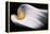 Calla 1-Ursula Abresch-Framed Premier Image Canvas