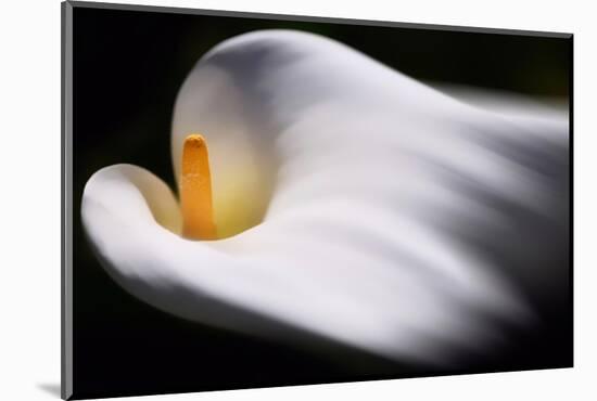 Calla 1-Ursula Abresch-Mounted Photographic Print