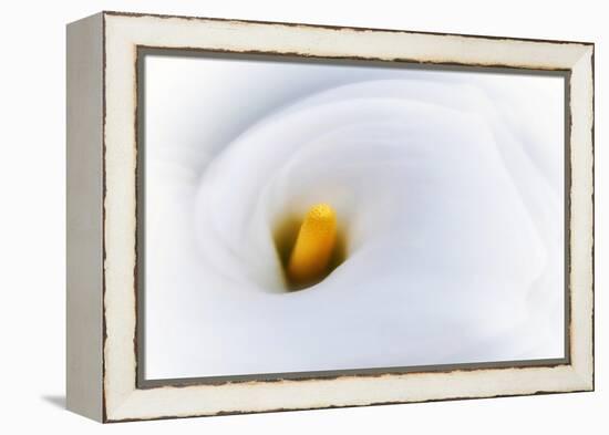 Calla 2-Ursula Abresch-Framed Premier Image Canvas