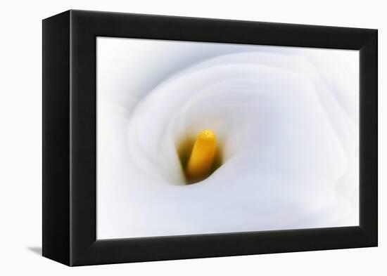 Calla 2-Ursula Abresch-Framed Premier Image Canvas