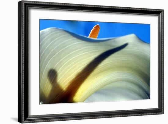 Calla Aethiopica Detail-jefras-Framed Photographic Print