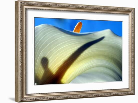 Calla Aethiopica Detail-jefras-Framed Photographic Print