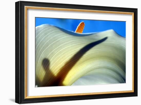 Calla Aethiopica Detail-jefras-Framed Photographic Print