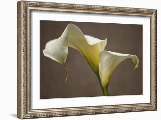 Calla Elegance I-Rita Crane-Framed Art Print