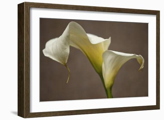 Calla Elegance I-Rita Crane-Framed Art Print