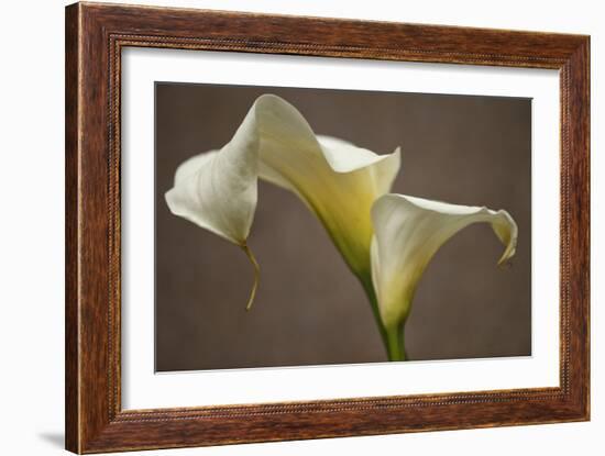 Calla Elegance I-Rita Crane-Framed Art Print