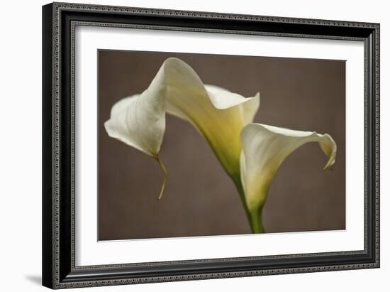 Calla Elegance I-Rita Crane-Framed Art Print