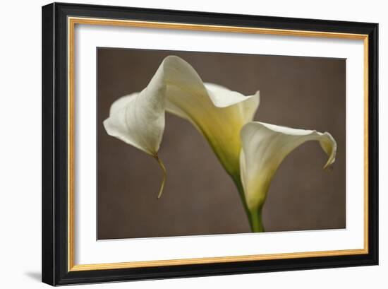 Calla Elegance I-Rita Crane-Framed Art Print