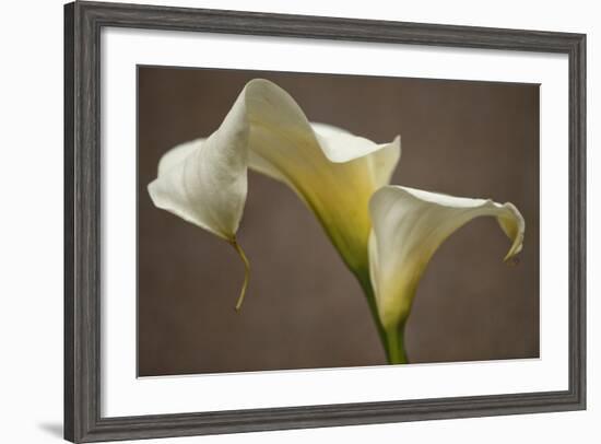 Calla Elegance I-Rita Crane-Framed Art Print