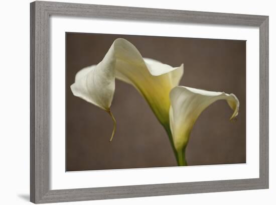 Calla Elegance I-Rita Crane-Framed Art Print