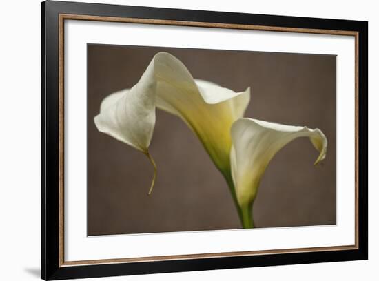 Calla Elegance I-Rita Crane-Framed Art Print