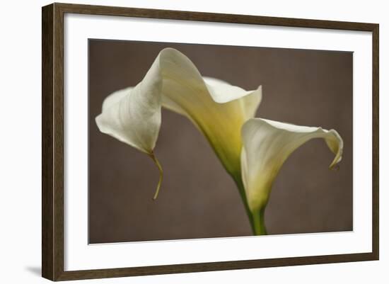 Calla Elegance I-Rita Crane-Framed Art Print