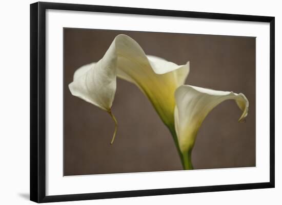 Calla Elegance I-Rita Crane-Framed Art Print