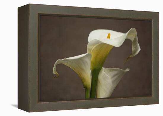 Calla Elegance II-Rita Crane-Framed Stretched Canvas