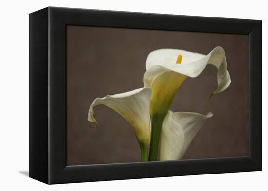 Calla Elegance II-Rita Crane-Framed Stretched Canvas