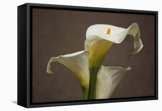 Calla Elegance II-Rita Crane-Framed Stretched Canvas