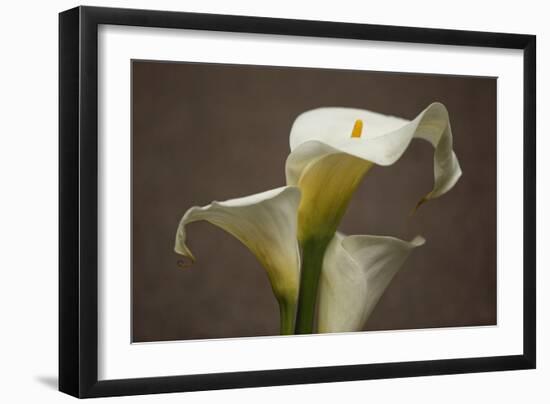 Calla Elegance II-Rita Crane-Framed Art Print