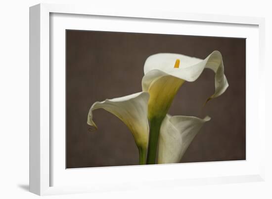 Calla Elegance II-Rita Crane-Framed Art Print