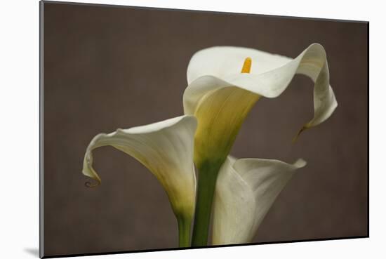 Calla Elegance II-Rita Crane-Mounted Art Print