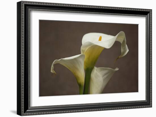 Calla Elegance II-Rita Crane-Framed Art Print