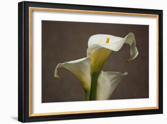 Calla Elegance II-Rita Crane-Framed Art Print