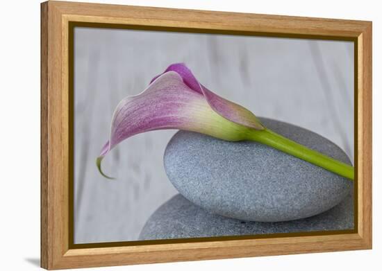 Calla, Flower, Stone, Still Life-Andrea Haase-Framed Premier Image Canvas