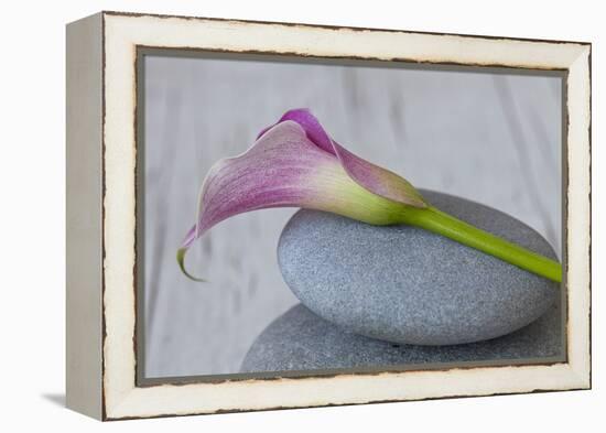 Calla, Flower, Stone, Still Life-Andrea Haase-Framed Premier Image Canvas