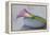 Calla, Flower, Stone, Still Life-Andrea Haase-Framed Premier Image Canvas