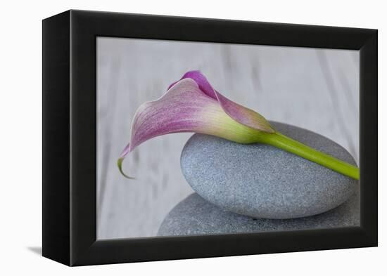 Calla, Flower, Stone, Still Life-Andrea Haase-Framed Premier Image Canvas