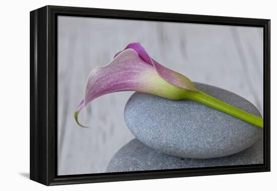 Calla, Flower, Stone, Still Life-Andrea Haase-Framed Premier Image Canvas