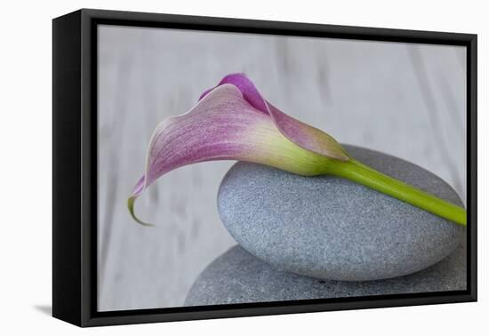 Calla, Flower, Stone, Still Life-Andrea Haase-Framed Premier Image Canvas